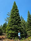 Large Real Christmas Tree 52