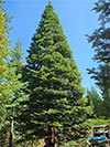 Large Real Christmas Tree 53