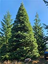 Large Real Christmas Tree 54