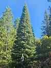 Large Real Christmas Tree 55