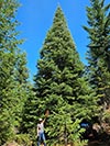 Large Real Christmas Tree 56