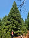 Large Real Christmas Tree 57