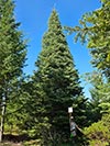 Large Real Christmas Tree 59