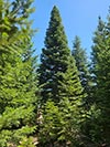 Large Real Christmas Tree 60