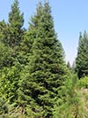 Large Real Christmas Tree 2 - 20' tall
