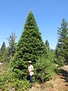 Large Real Christmas Tree 3 - 22' tall