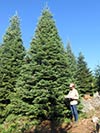 Large Real Christmas Tree 4 - 22' tall