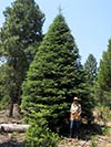 Large Real Christmas Tree 5 - 23' tall