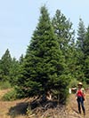 Large Real Christmas Tree 6 - 23' tall
