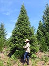 Large Real Christmas Tree 7 - 23' tall