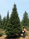 Large Real Christmas Tree 8 - 24' tall