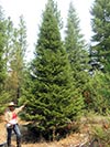 Large Real Christmas Tree 9 - 25' tall