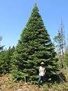 Large Real Christmas Tree 10 - 26' tall