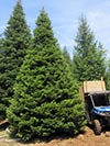 Large Real Christmas Tree 11 - 26' tall
