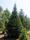 Large Real Christmas Tree 12 - 26' tall