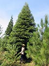 Large Real Christmas Tree 13 - 28' tall