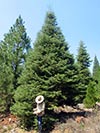 Large Real Christmas Tree 14 - 29' tall