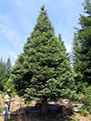Large Real Christmas Tree 15 - 29.5' tall