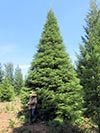 Large Real Christmas Tree 16 - 30.5' tall