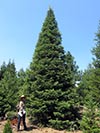 Large Real Christmas Tree 17 - 31' tall