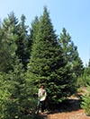 Large Real Christmas Tree 18 - 31' tall