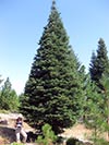 Large Real Christmas Tree 19 - 31' tall
