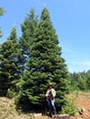 Large Real Christmas Tree 20 - 31.5' tall