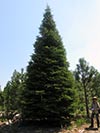 Large Real Christmas Tree 21 - 31.5' tall