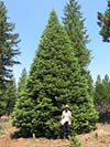 Large Real Christmas Tree 22 - 32' tall