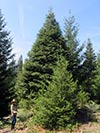 Large Real Christmas Tree 23 - 32' tall