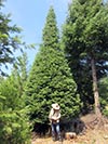 Large Real Christmas Tree 24 - 32' tall