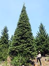 Large Real Christmas Tree 25 - 32' tall