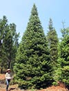 Fresh Cut Large Christmas Tree 26 - 32' tall