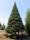 Large Real Christmas Tree 27 - 32.5' tall