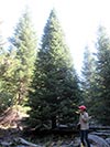Large Real Christmas Tree 28 - 33' tall
