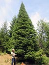 Large Real Christmas Tree 29 - 34' tall