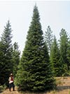 Large Real Christmas Tree 31 - 36' tall