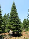 Large Real Christmas Tree 32 - 36.5' tall