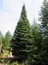 Large Real Christmas Tree 33 - 37' tall