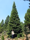 Large Real Christmas Tree 34 - 37.5' tall