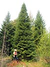 Large Real Christmas Tree 35 - 38' tall