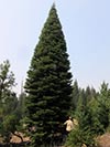 Large Real Christmas Tree 36 - 38' tall