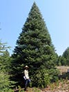 Large Real Christmas Tree 37 - 38' tall