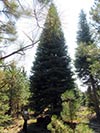 Large Real Christmas Tree 38 - 39' tall