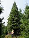Large Real Christmas Tree 39 - 40' tall