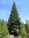 Large Real Christmas Tree 40 - 40' tall