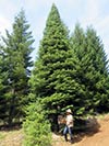 Large Real Christmas Tree 41 - 40' tall