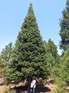 Large Real Christmas Tree 42 - 41' tall