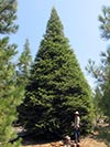Large Real Christmas Tree 43 - 41' tall