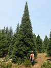 Large Real Christmas Tree 44 - 42' tall